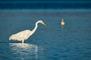 Fototapeta na wymiar Great Egret stands in the water and catches fish