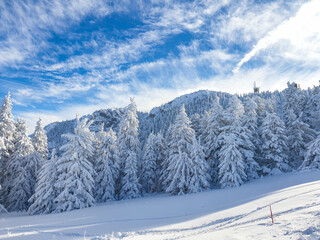 Fototapeta na wymiar snow covered trees, Postavaru Mountains, Romania