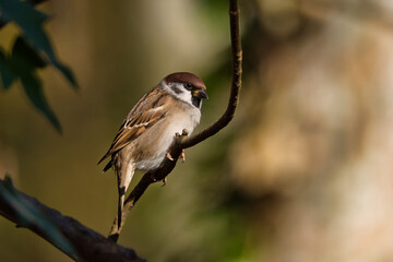 Close up of a tree sparrow