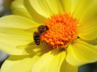 a bee collects honey on a yellow flower in the garden