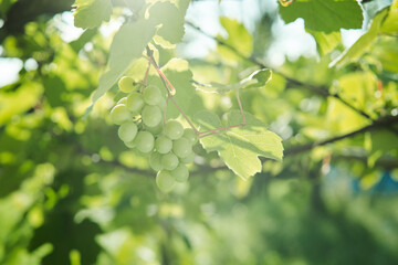 green grapes leaves nature summer organic natural product