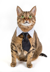 A beautiful cat in a tie