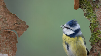 mésange bleu