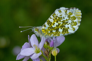 Aurorafalter, Anthocharis cardamines, Leverkusen, 03.05.2021, Weibchen