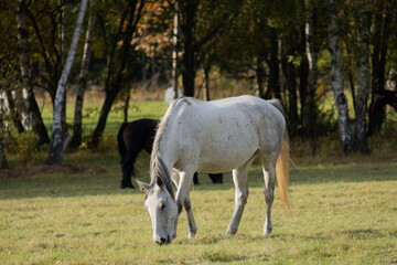 Naklejka na ściany i meble Beautiful horse in the meadow
