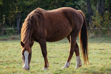 Naklejka na ściany i meble Beautiful horse in the meadow