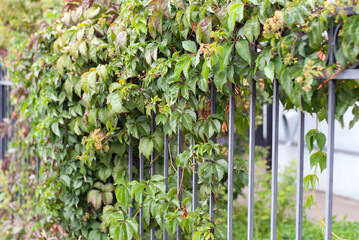 The grapes grow on the fence of the house.