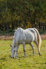 Obraz premium Beautiful horse in the meadow