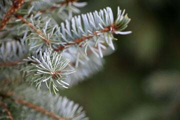 Spruce branches with needles close up, natural New Year tree for Christmas background