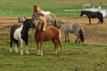 Fototapeta premium Icelandic horses on a pasture in Iceland, Europe 