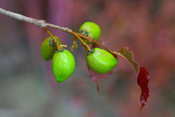 Raw green fruits of Bunchosia, Green Plum, Monk’s Plum, Peanut Butter Fruit (Bunchosia Argentea) on the bunch of tree in the garden