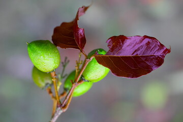 Raw green fruits of Bunchosia, Green Plum, Monk’s Plum, Peanut Butter Fruit (Bunchosia Argentea) on the bunch of tree in the garden