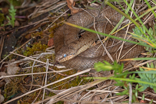 Schlingnatter, Coronella austriaca, 20.05.2021, Mosel