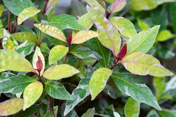 Leaves variegated of Pastel flower plant or Tricolor plant (Pseuderanthemum Atropurpureum) are growing in the ornamental garden