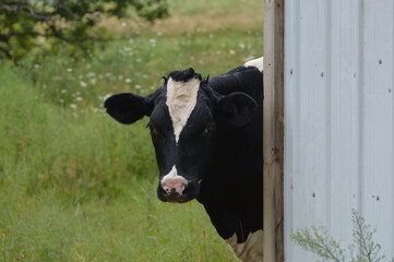 Peekaboo Cow
