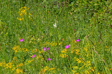 Graslilie, Anthericum ramosum, 20.05.2021, Mosel