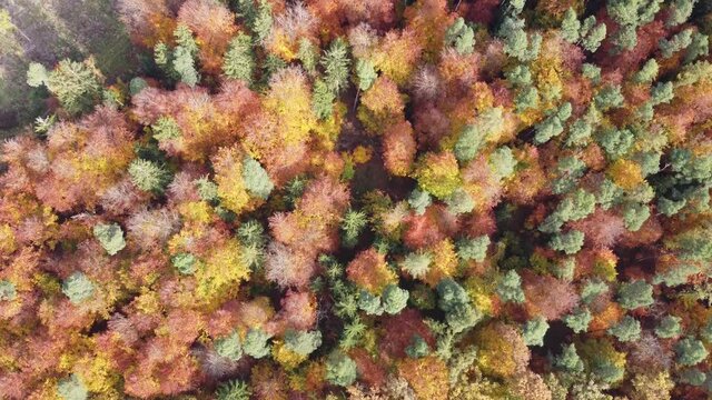 Drone Footage Herbstwald