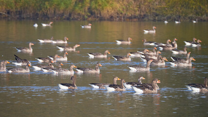 Ducks swim in the lake
