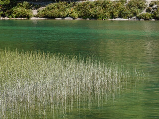 Herbs in the Orceyrette lake in a green atmosphere, near Briancon.