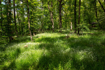 Große Sternmiere, Stellaria holostea, Wald, Maria Laach, Frühling, Blüten, 23.05.2021