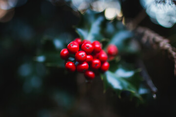 Holly fruit seen up close