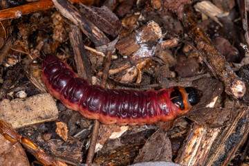 Weidenbohrer, Cossus cossus, Hennef, 25.05.2021, Raupe