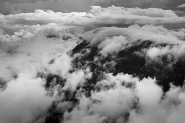 Fog in the forest, landscape on black and white