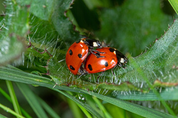Siebenpunkt-Marienkäfer (Coccinella septempunctata), Paarung, Lewertbachtal, Eifel, 28.05.2021