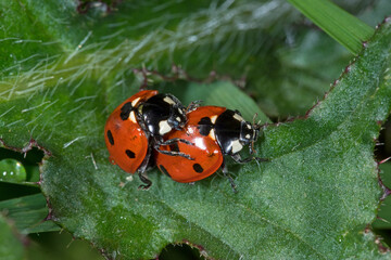 Siebenpunkt-Marienkäfer (Coccinella septempunctata), Paarung, Lewertbachtal, Eifel, 28.05.2021
