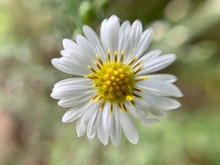 White Daisy