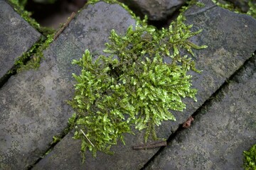 Green moss on green brick