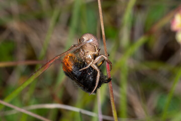 Steinhummel - Bombus lapidarius und Spinne, Bad Münstereifel, 28.05.2021