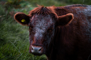 A macro photograph of a brown cow standing atop the hills that surround Crummock Water in the Lake District, Cumbria.