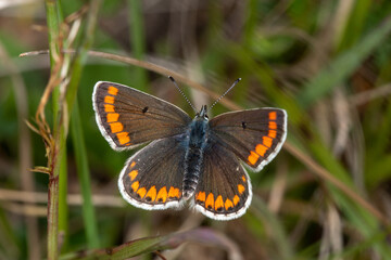 Aricia agestis - Kleiner Sonnenröschen-Bläuling, Bad Münstereifel, 28.05.2021
