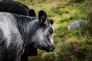 A macro photograph of a white cow grazing in a field bounding Crummock Water in the Lake District, Cumbria.