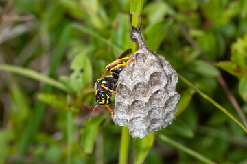 Berg-Feldwespe - Polistes biglumis, Bad Münstereifel, 28.05.2021