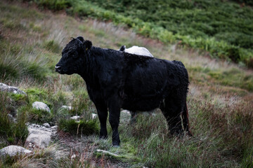 A macro photograph of a black cow standing on the rocky hills that bound Crummock Water in the Lake District, Cumbria.