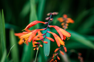 A macro photograph of  a stem of warm orange flowers blooming  along the shoreline of Buttermere in the Lake District, Cumbria.