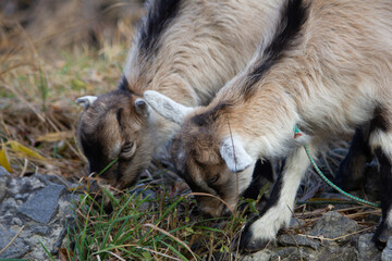 Fototapeta premium goats graze in the meadow and eat lush grass
