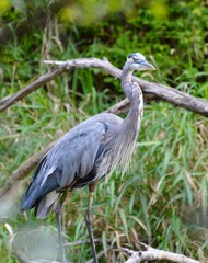 Great Blue Heron