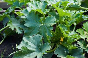 A large green leaf of zucchini in the greenhouse. A leaf that grows on a zucchini bush in a greenhouse. High quality photo