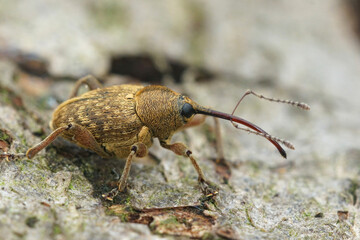 Close up of a the small nut weevil, Curculio nucum © Henk Wallays/Wirestock