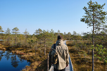 A man walks along a nature trail with wooden decks in Lahemaa National Park in Estonia. The road passes through the Viru peat bog. Travel and exploration. Healthy lifestyle, active rest