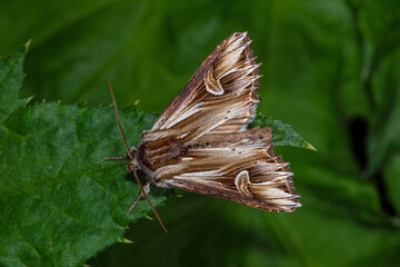 Vielzahn-Johanniskrauteule - Actinotia polyodon, Bad Münstereifel, 28.05.2021
