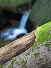  Scenic landscape to wild beautiful flora on small river in woods on mountainside. Mossy fallen tree trunk and boulders with mosses in clear spring water. Forest scenery to cascades in mountain creek.