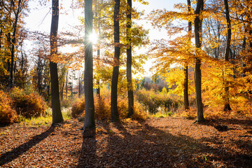 Obraz premium Autumnal Park. Autumn Trees and Leaves. Fall