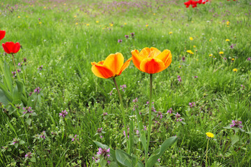 springtime. red blooming tulips in a garden flower bed 