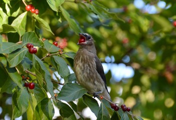 Cedar Waxwing