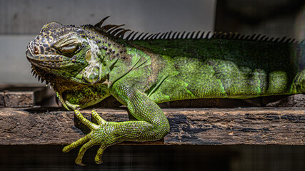 Green Iguana Reptile Wildlife Animal