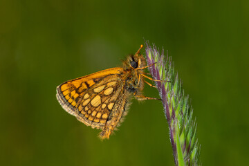 Gelbwürfeliger Dickkopffalter - Carterocephalus palaemon, Bad Münstereifel, 29.05.2021